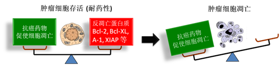 图 1：肿瘤细胞通过反凋零蛋白产生耐药性，对反凋零蛋白的抑制将改变平衡，消除肿瘤耐药性。