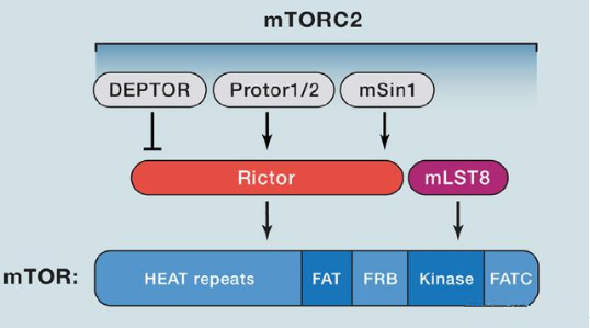 mTORC2的组成蛋白主要有Rictor、mSin1、mSLT8和Protor等