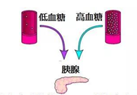 调节血糖稳态，GK负重前行