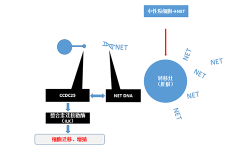 除了单纯的捕获，NET DNA与CCDC-25的结合还增强了癌细胞的侵袭行为，促进了癌症的肝转移。