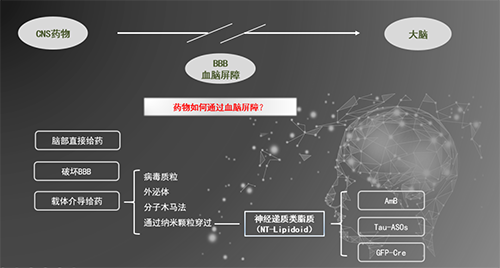 人工合成NT类脂质开放血脑屏障，为CNS药物打开新局面