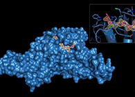 Science重磅！一种“分子剪刀”如何成为COVID-19药物的重要靶标？