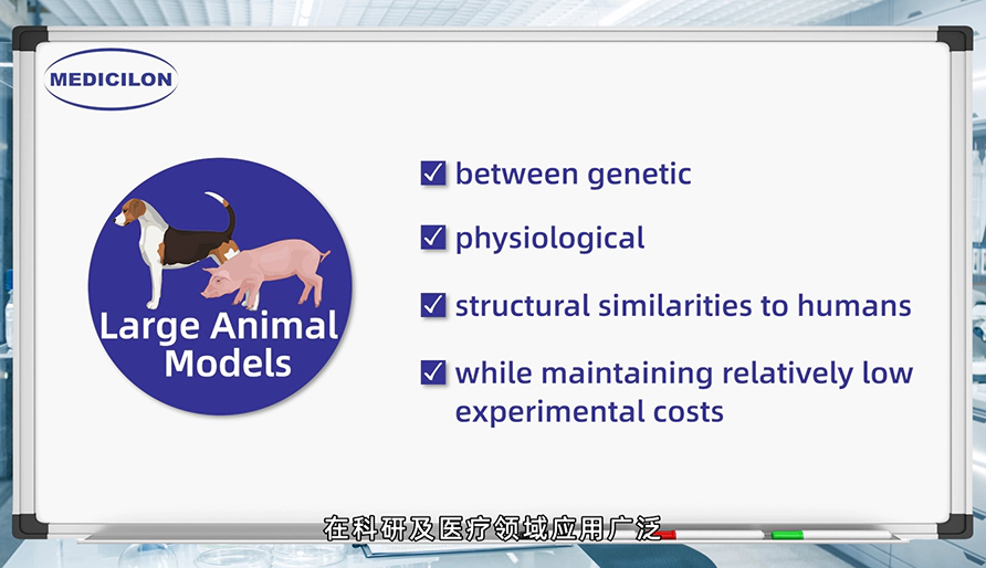 大型动物模型： 各种疾病研究的必要工具