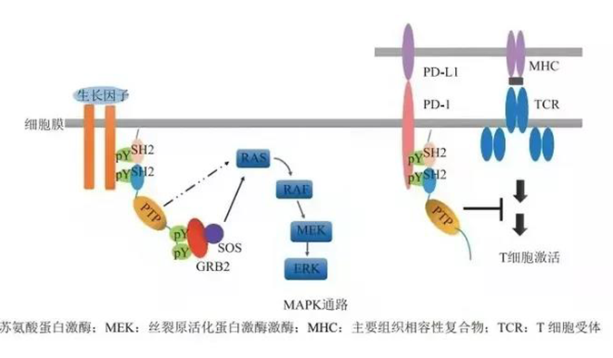 晚期恶性肿瘤患者的福音，SHP2变构抑制剂RG001片获批临床.png