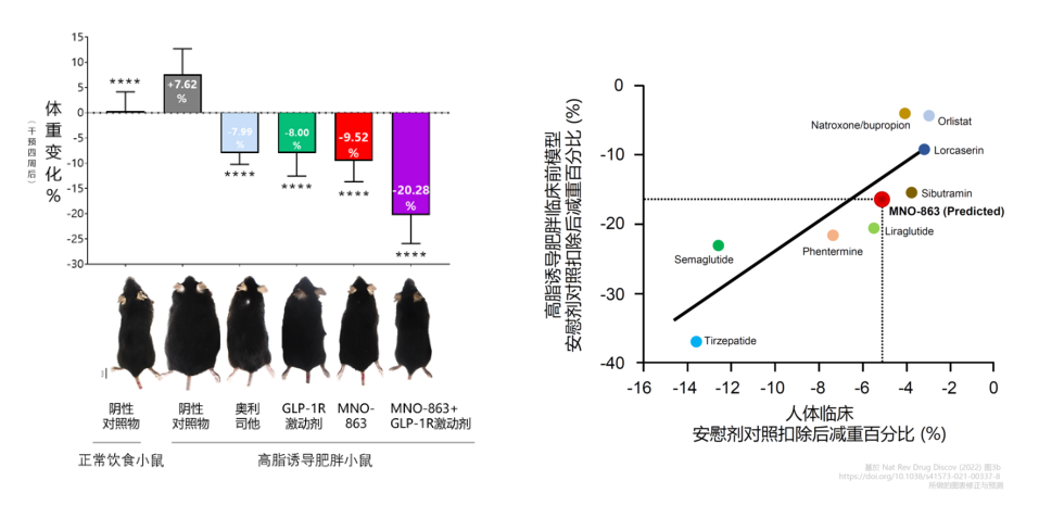 4周降低近10%体重！人生就是博助力慕恩生物MNO-863活菌生物药获批临床
