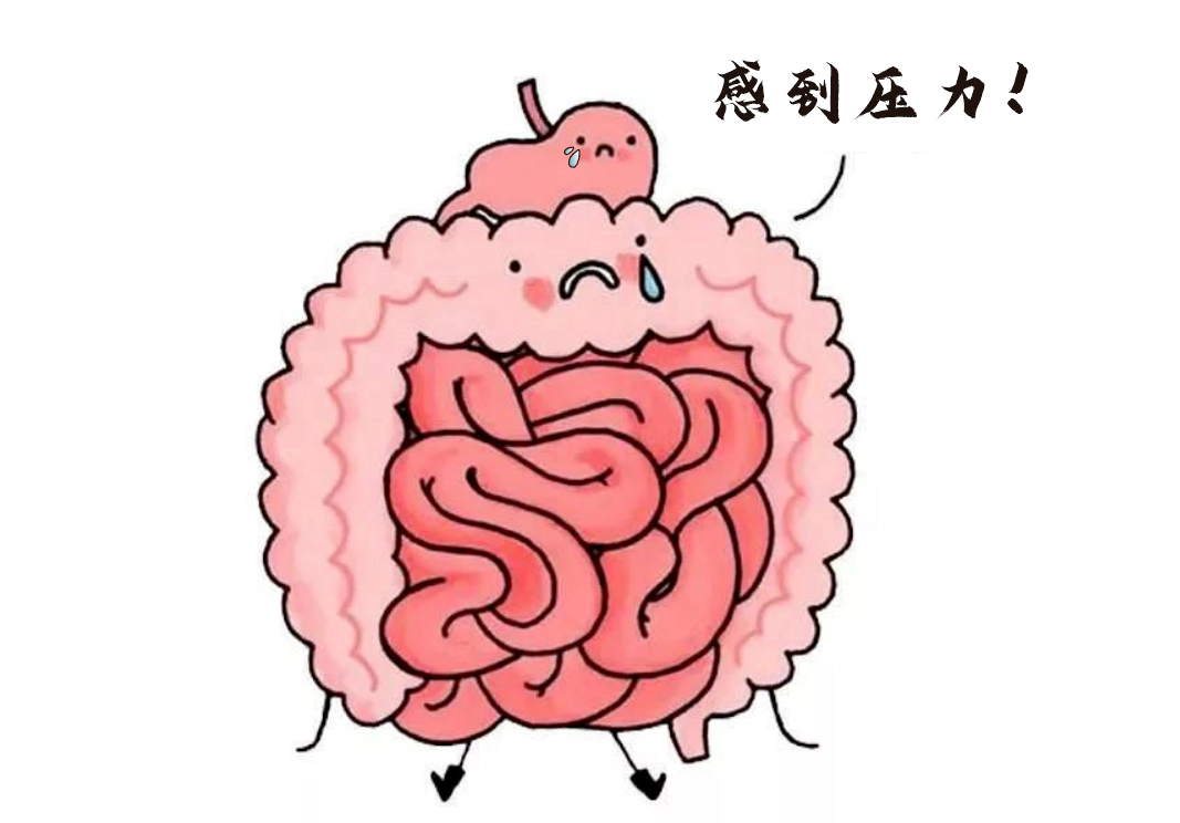 肠道不仅是消化器官，更是“情绪隐形指挥官”。.webp